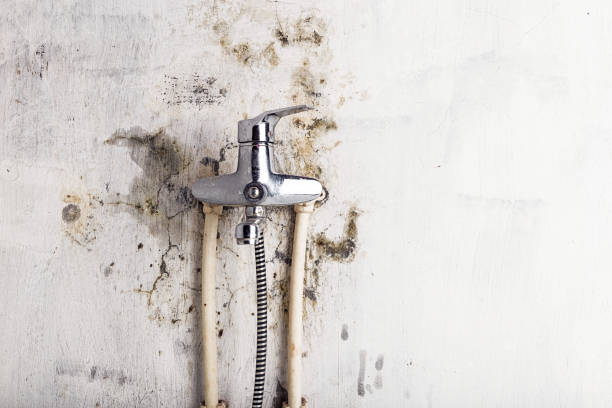 Best Best Mold Removal Companies  in Granite, OK