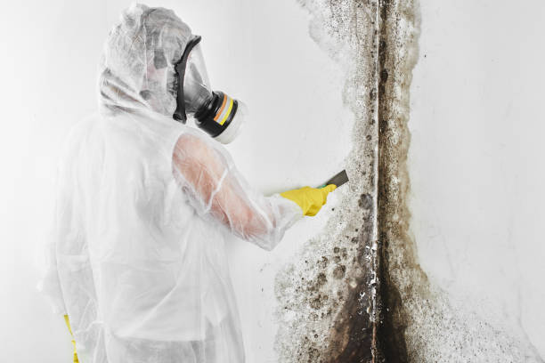 Reliable Granite, OK Mold Removal Solutions