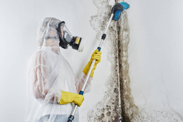 Best Local Mold Removal Service  in Granite, OK