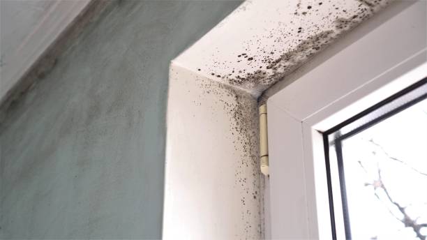 Best Same-Day Mold Removal  in Granite, OK