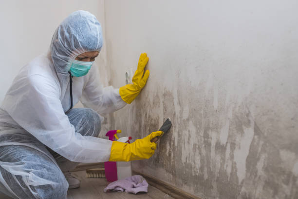 Best Black Mold Removal  in Granite, OK