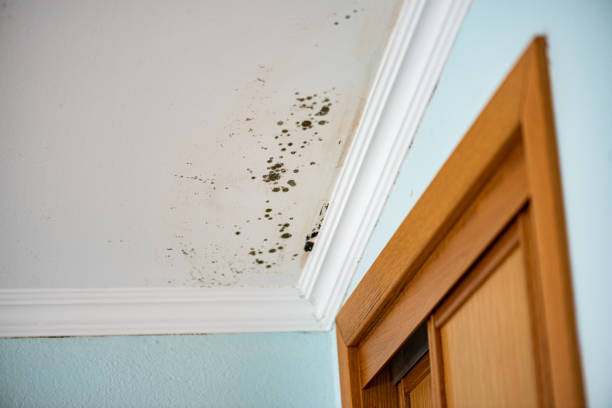Best Emergency Mold Removal  in Granite, OK
