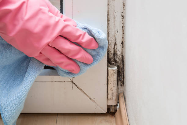 Best Affordable Mold Removal  in Granite, OK