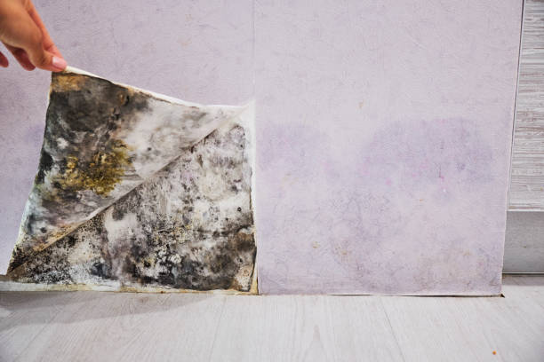 Best Attic Mold Removal  in Granite, OK